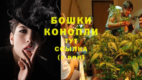 прущие грибы Белокуриха